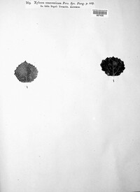 Xyloma concentricum image